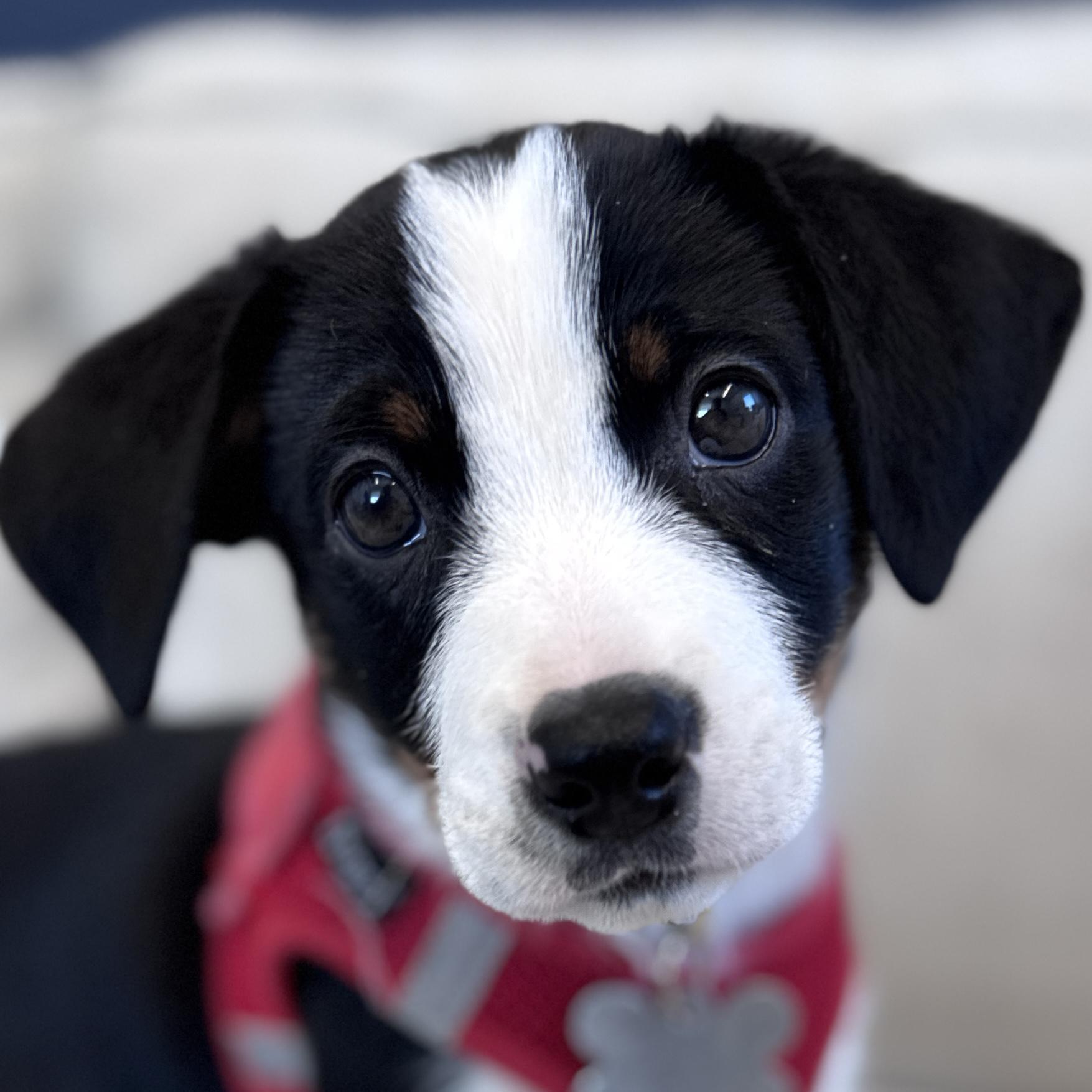 Reksio, adopted, Puppy Male Australian Shepherd & Hound.