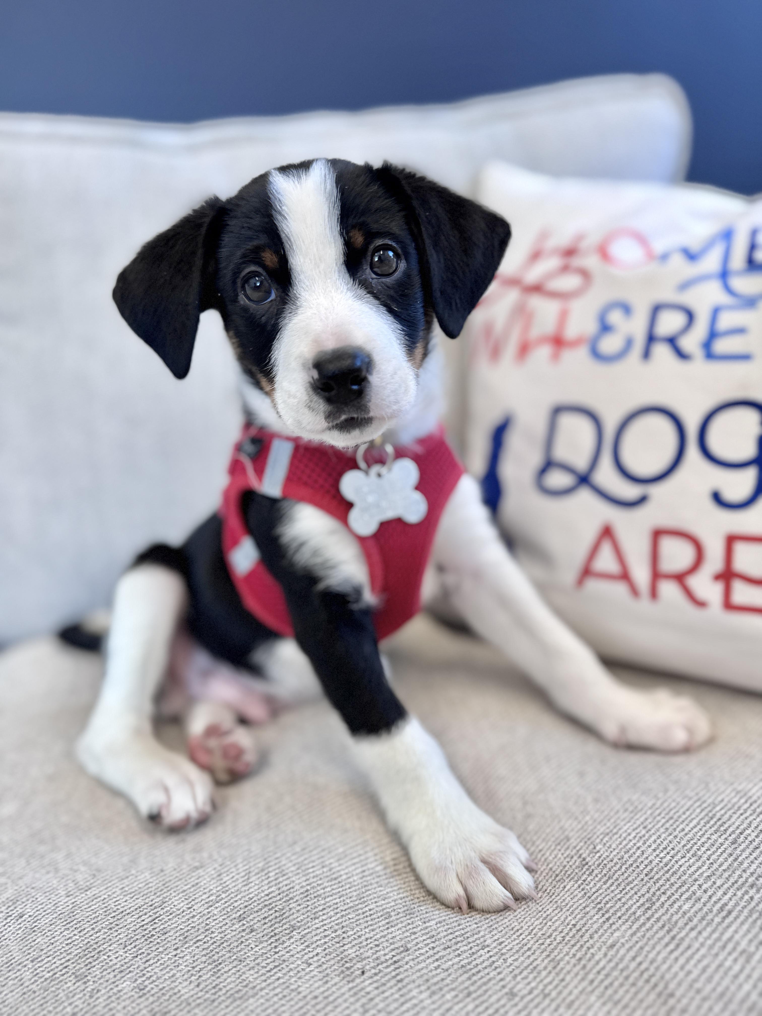 Enlarge Reksio, an adopted mixed breed in Palatine, IL image 2/6