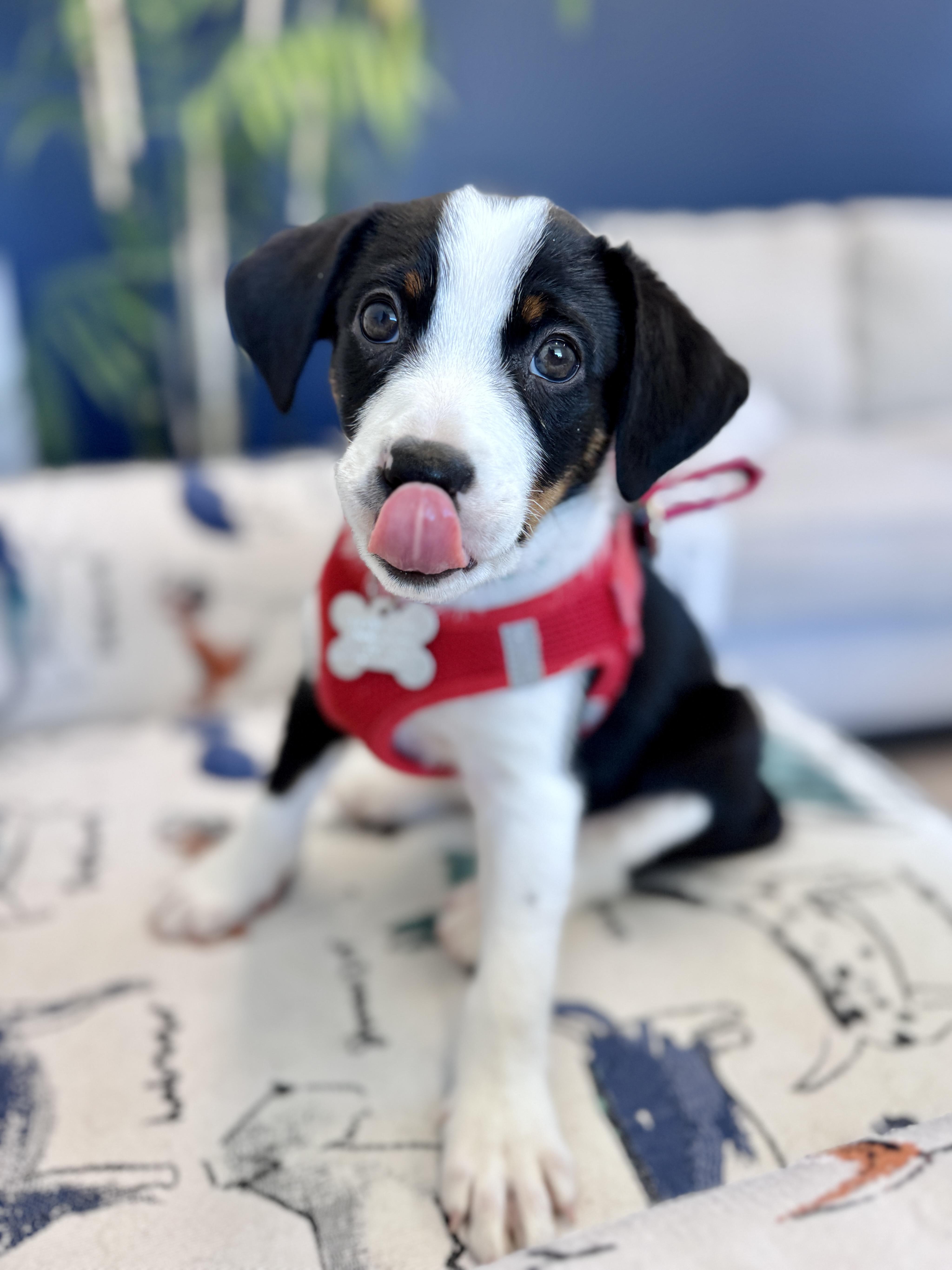 Enlarge Reksio, an adopted mixed breed in Palatine, IL image 5/6