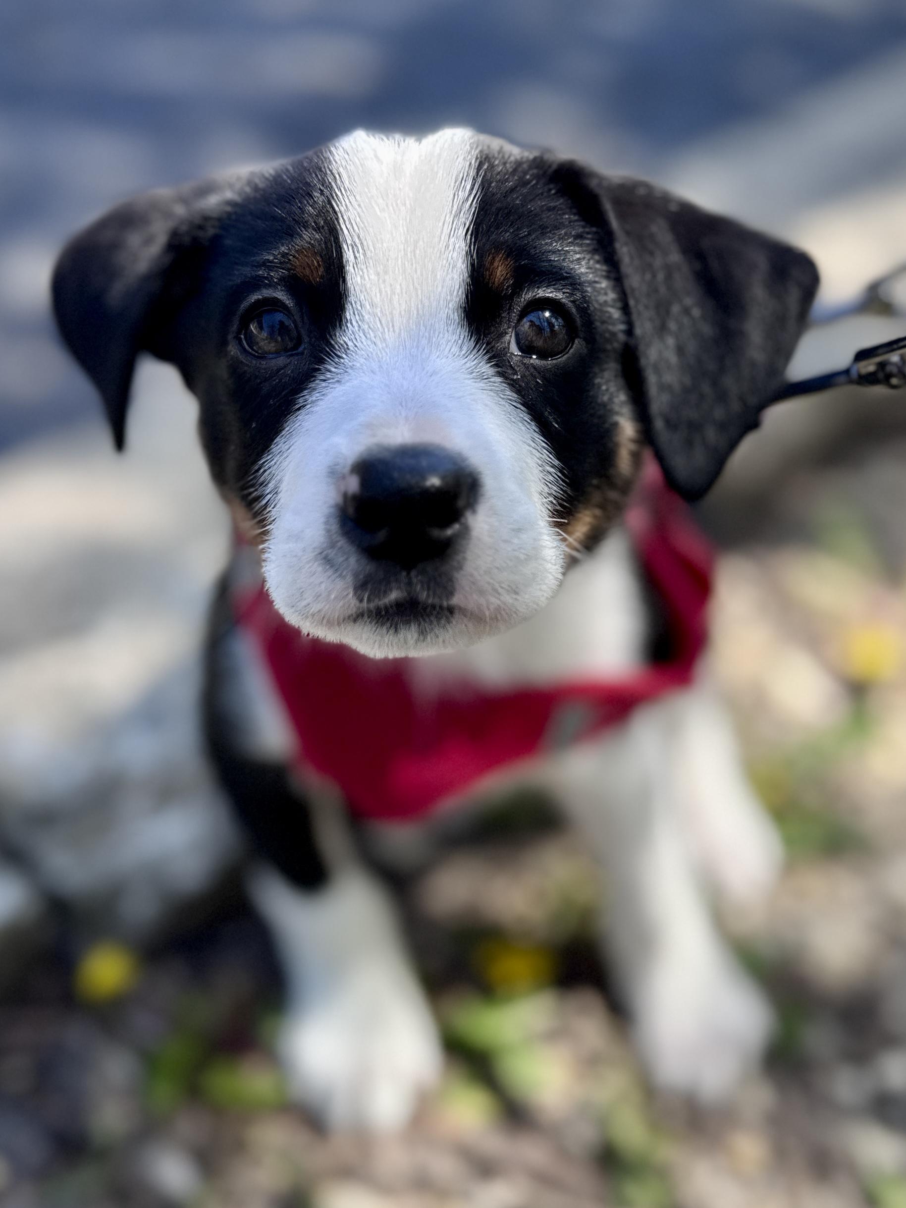 Enlarge Reksio, an adopted mixed breed in Palatine, IL image 3/6