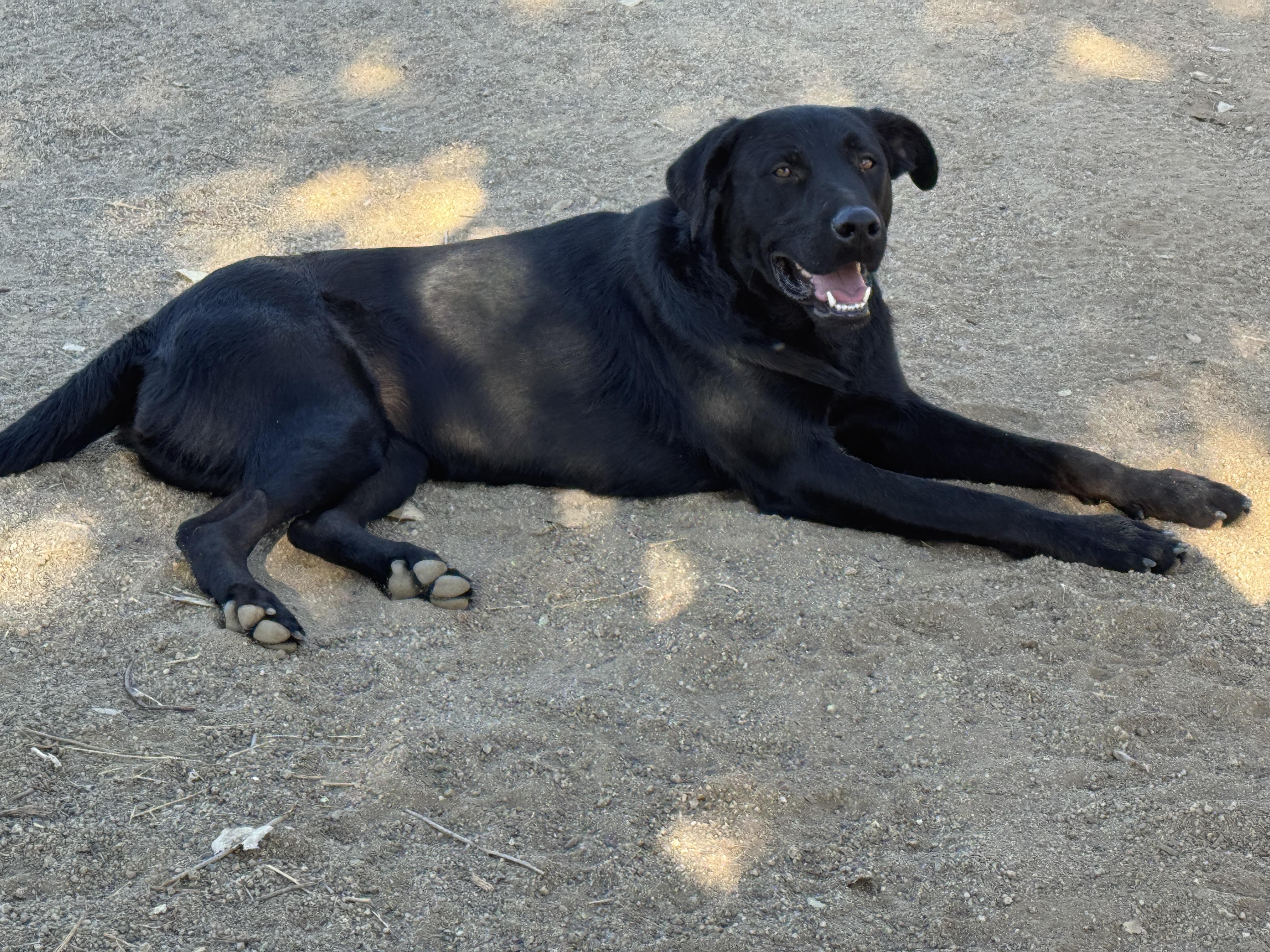 Enlarge KAI, a Adoptable mixed breed in Perris, CA image 1/6