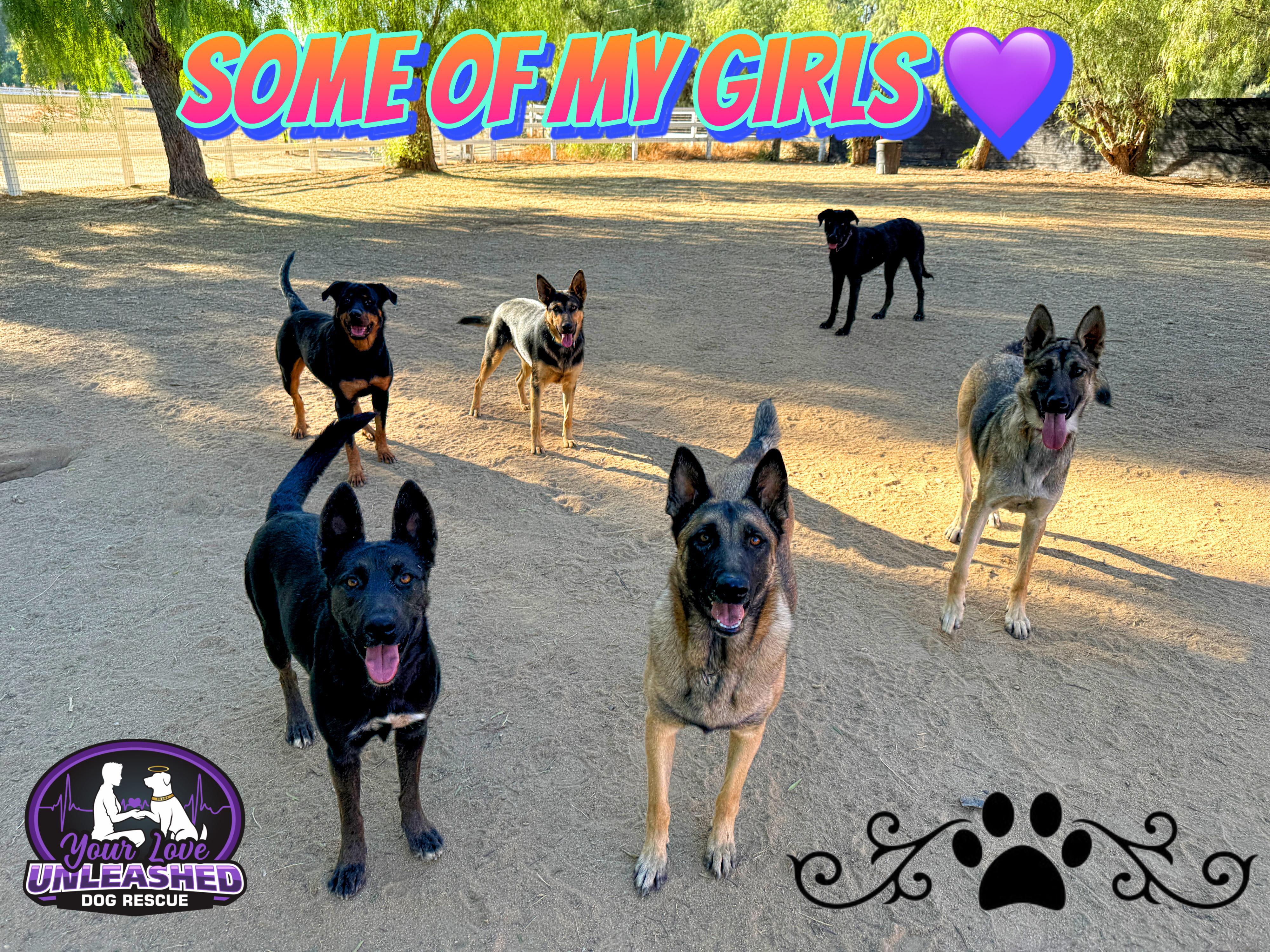 Enlarge KAI, a Adoptable mixed breed in Perris, CA image 6/6