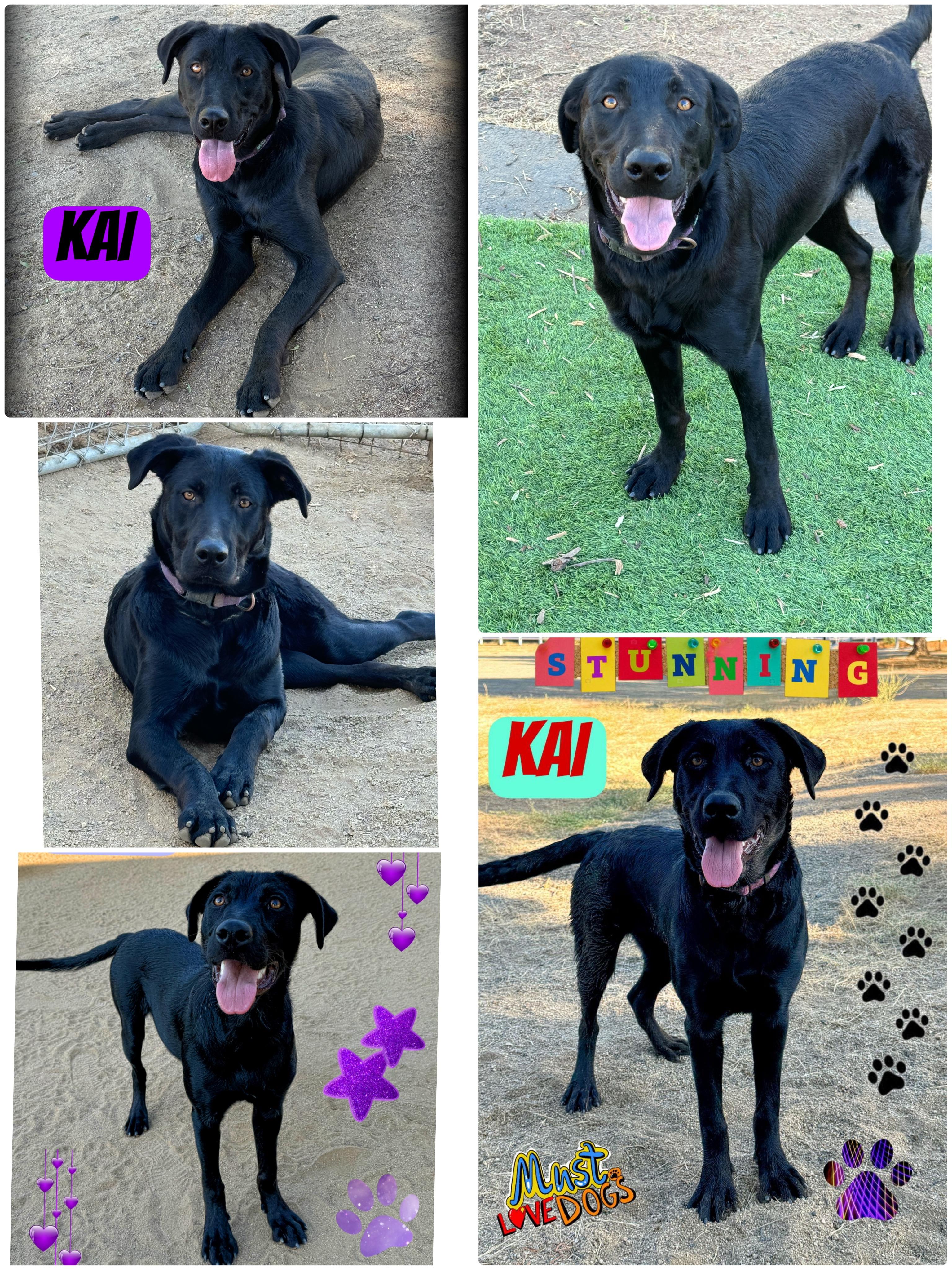 Enlarge KAI, a Adoptable mixed breed in Perris, CA image 3/6