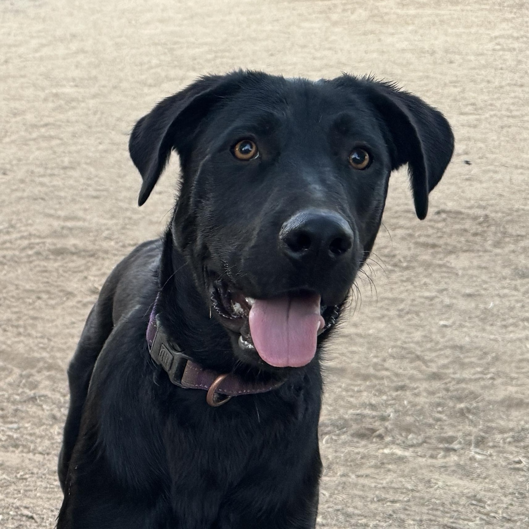 Enlarge KAI, a Adoptable mixed breed in Perris, CA image 4/6