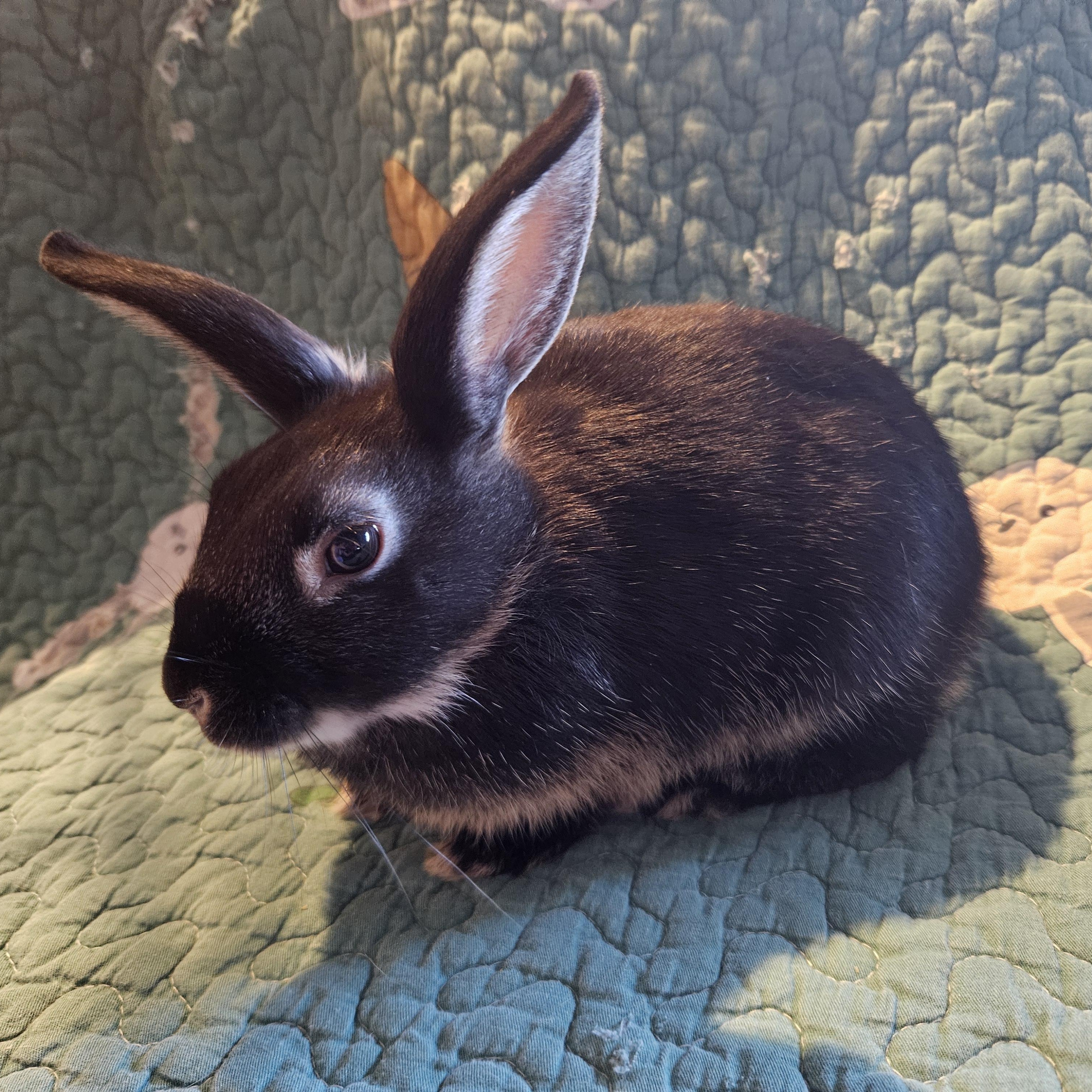 Enlarge Orca, a ADOPTABLE Mini Rex in FOLEY, AL image 1/3