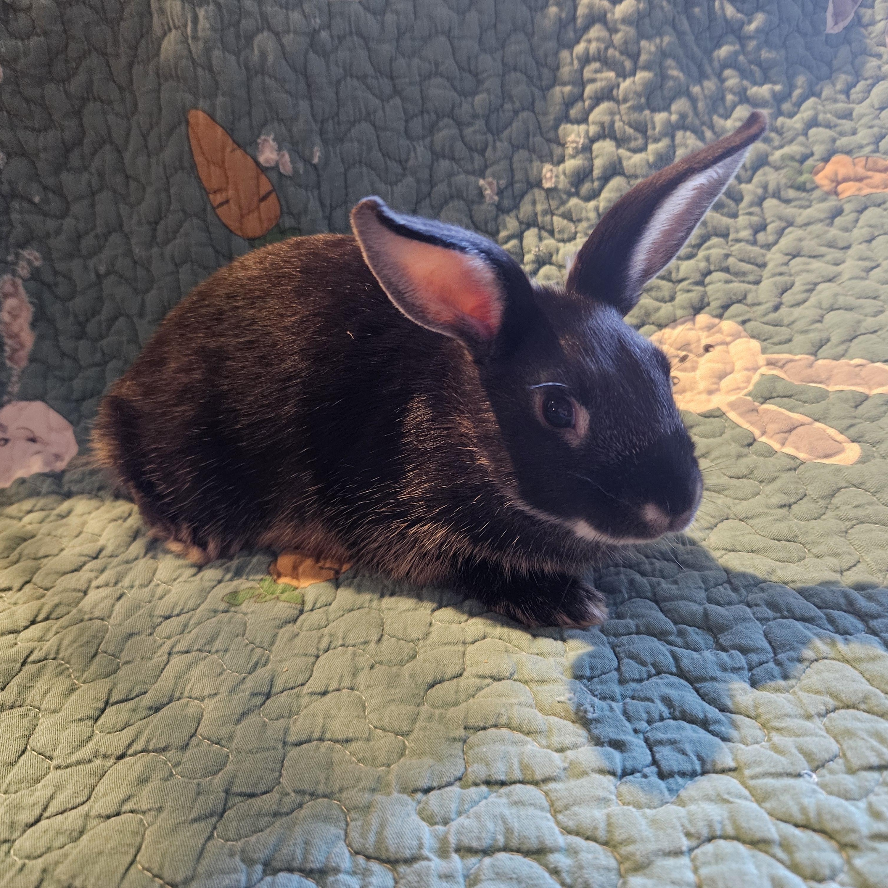 Enlarge Orca, a ADOPTABLE Mini Rex in FOLEY, AL image 3/3