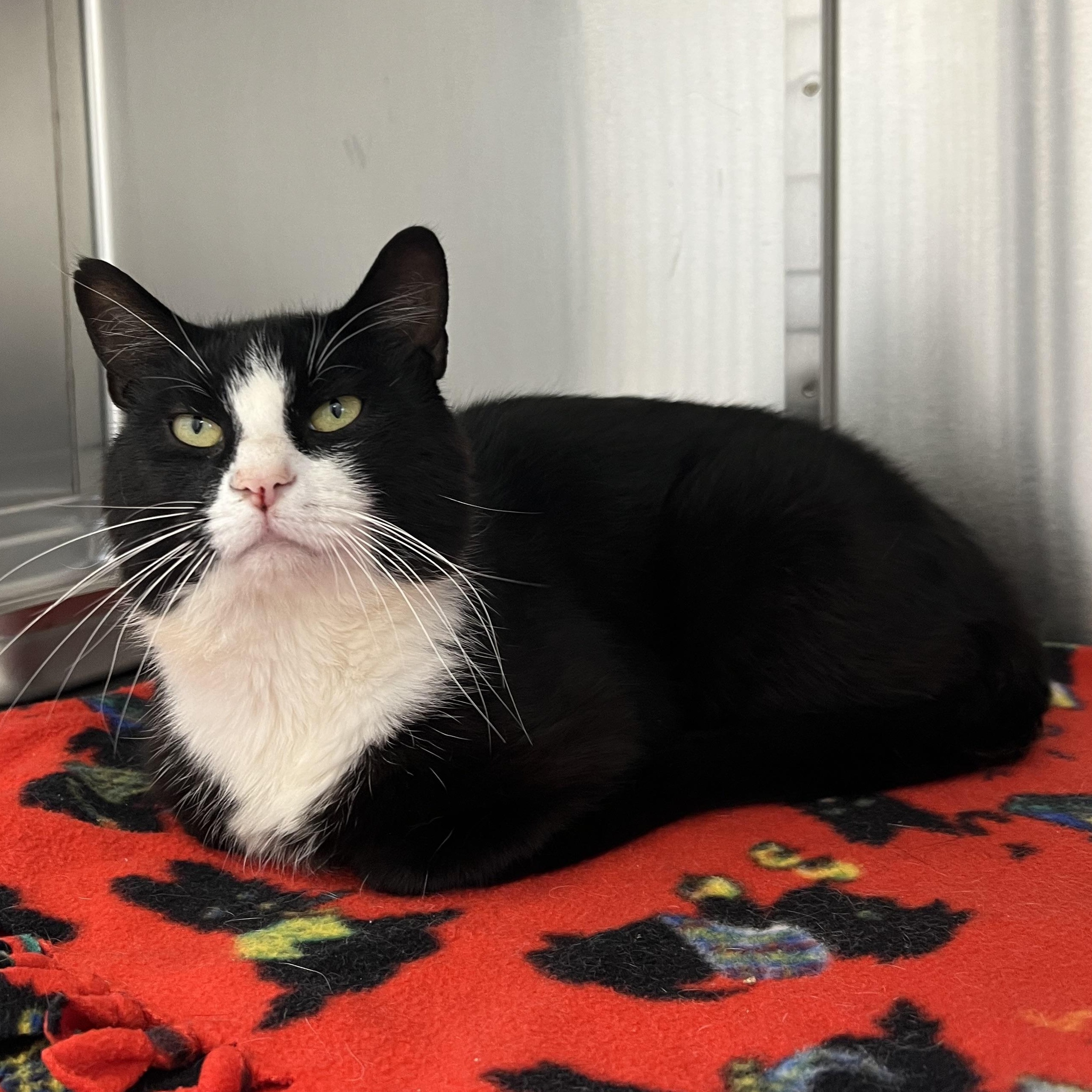 Enlarge Rupert 4335, an adoptable Domestic Short Hair in St Stephen, NB image 2/2