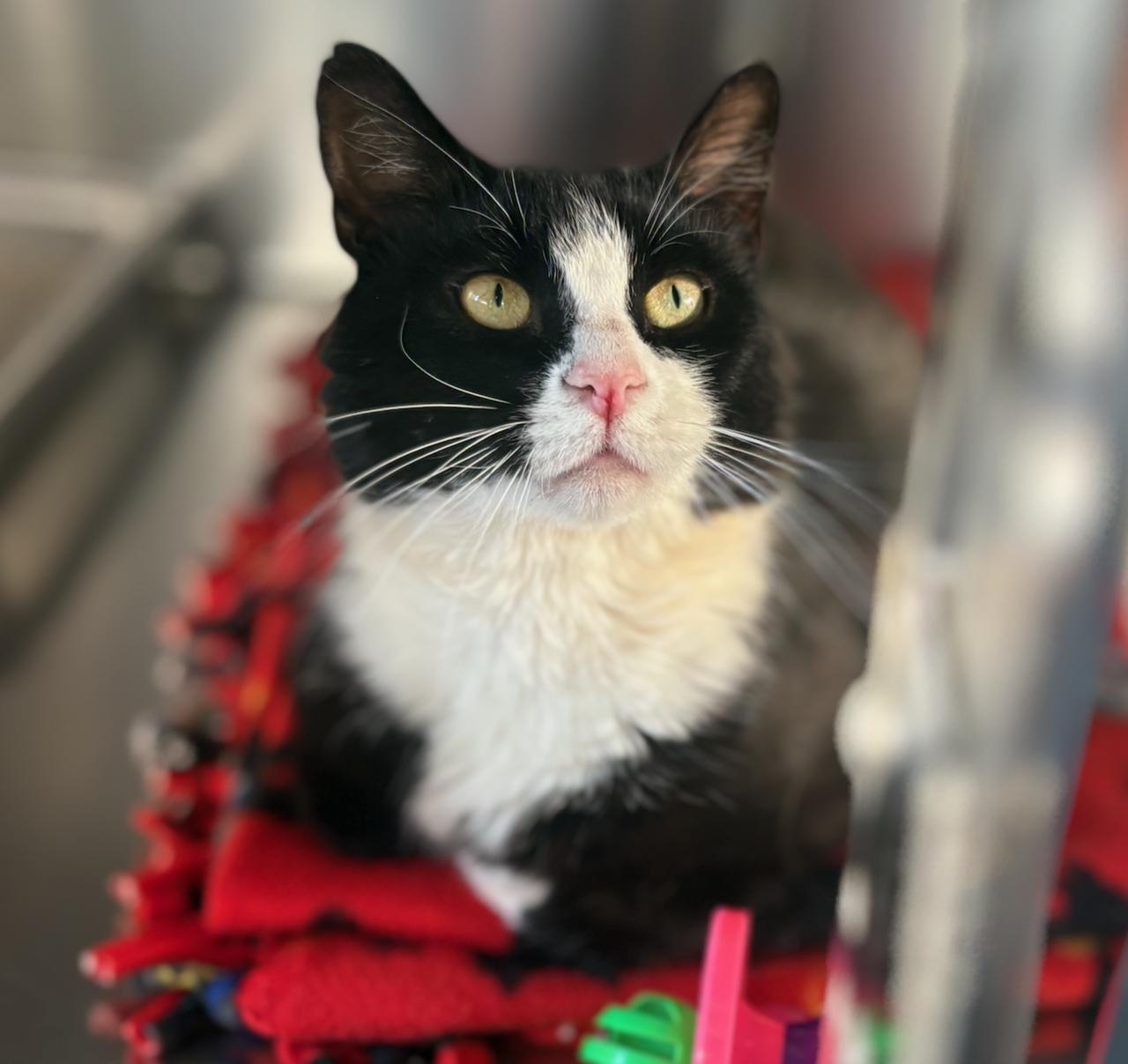 Enlarge Rupert 4335, an adoptable Domestic Short Hair in St Stephen, NB image 1/2