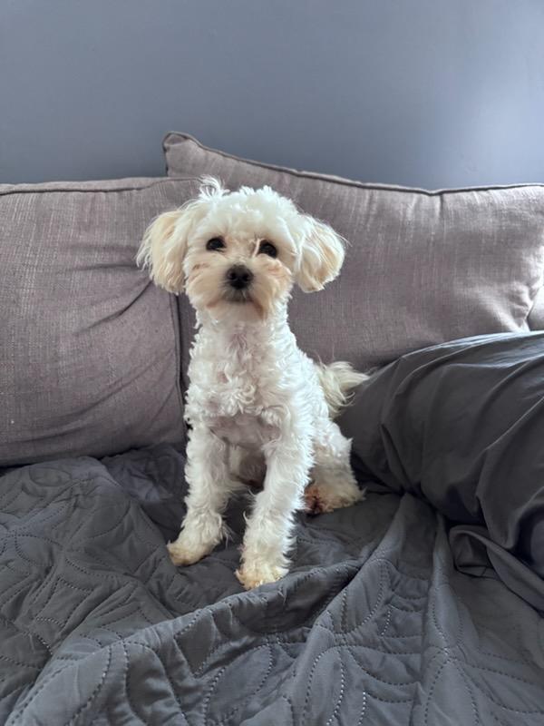 Auto, adopted, Adult Male Maltese.