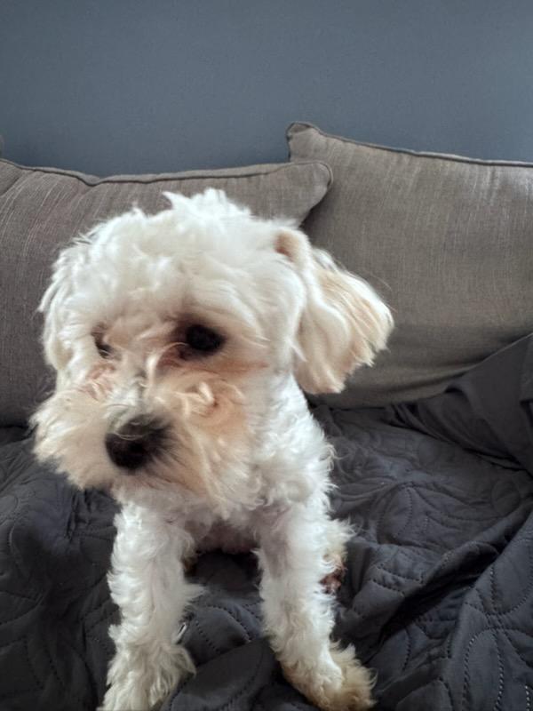 Auto, an adopted mixed breed in Covington, KY image 5/6