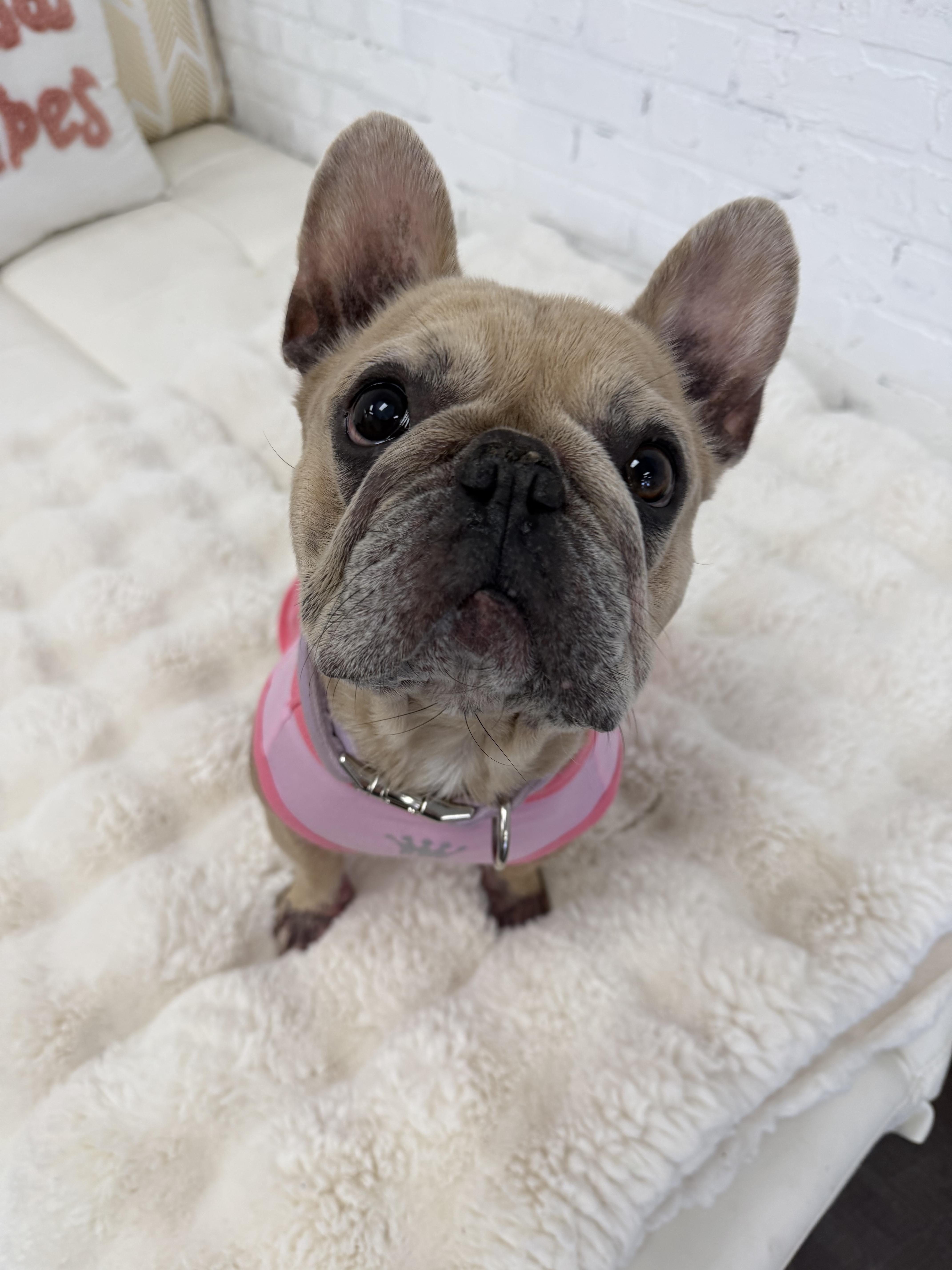 Enlarge Tula, a Adoptable French Bulldog in Mesa, AZ image 1/6