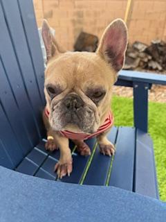 Enlarge Tula, a Adoptable French Bulldog in Mesa, AZ image 2/6