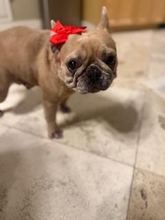 Enlarge Tula, a Adoptable French Bulldog in Mesa, AZ image 3/6