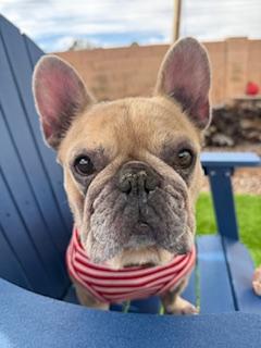 Enlarge Tula, a Adoptable French Bulldog in Mesa, AZ image 5/6