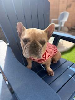 Enlarge Tula, a Adoptable French Bulldog in Mesa, AZ image 6/6