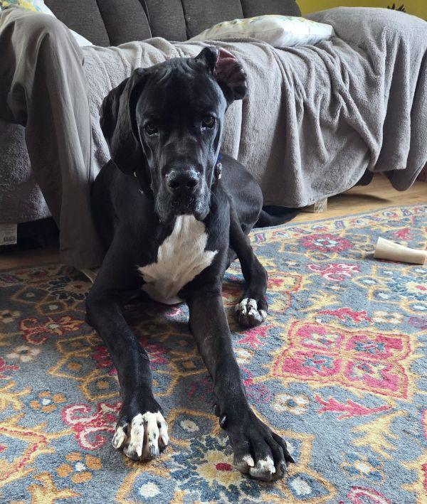 Enlarge Wilbur, a ADOPTABLE Great Dane in Martinsburg, WV image 2/3