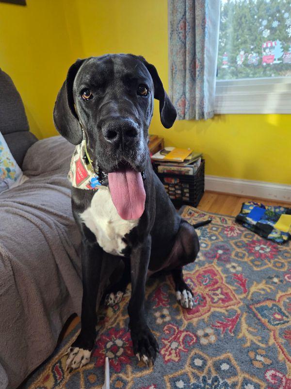 Enlarge Wilbur, a ADOPTABLE Great Dane in Martinsburg, WV image 3/3