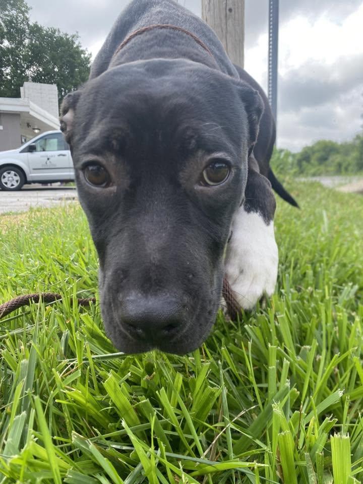 Nalgene, Adoptable, Puppy Female Mixed Breed & Mixed Breed.
