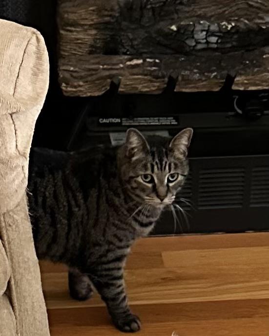 Enlarge Jenny , a ADOPTABLE Domestic Short Hair in Fredericksburg, VA image 4/4