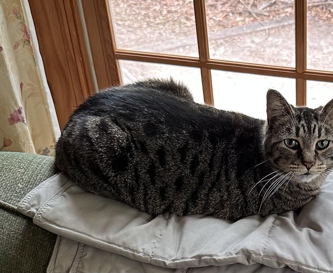 Jenny , ADOPTABLE, Adult Female Domestic Short Hair.