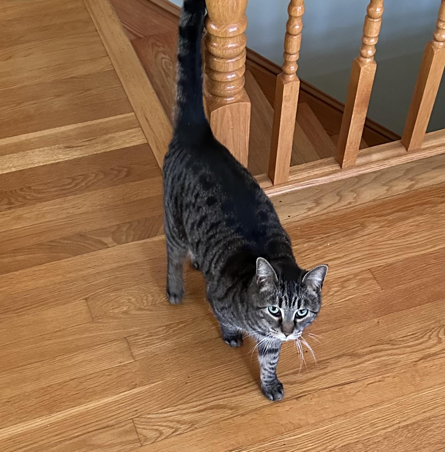 Enlarge Jenny , a ADOPTABLE Domestic Short Hair in Fredericksburg, VA image 2/4
