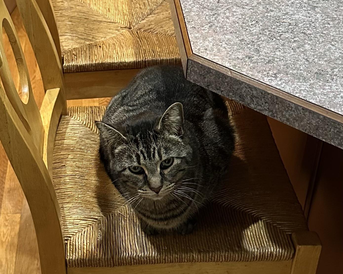 Enlarge Jenny , a ADOPTABLE Domestic Short Hair in Fredericksburg, VA image 3/4