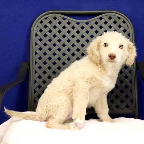 Chevron, Adoptable, Puppy Male Australian Shepherd & Standard Poodle.