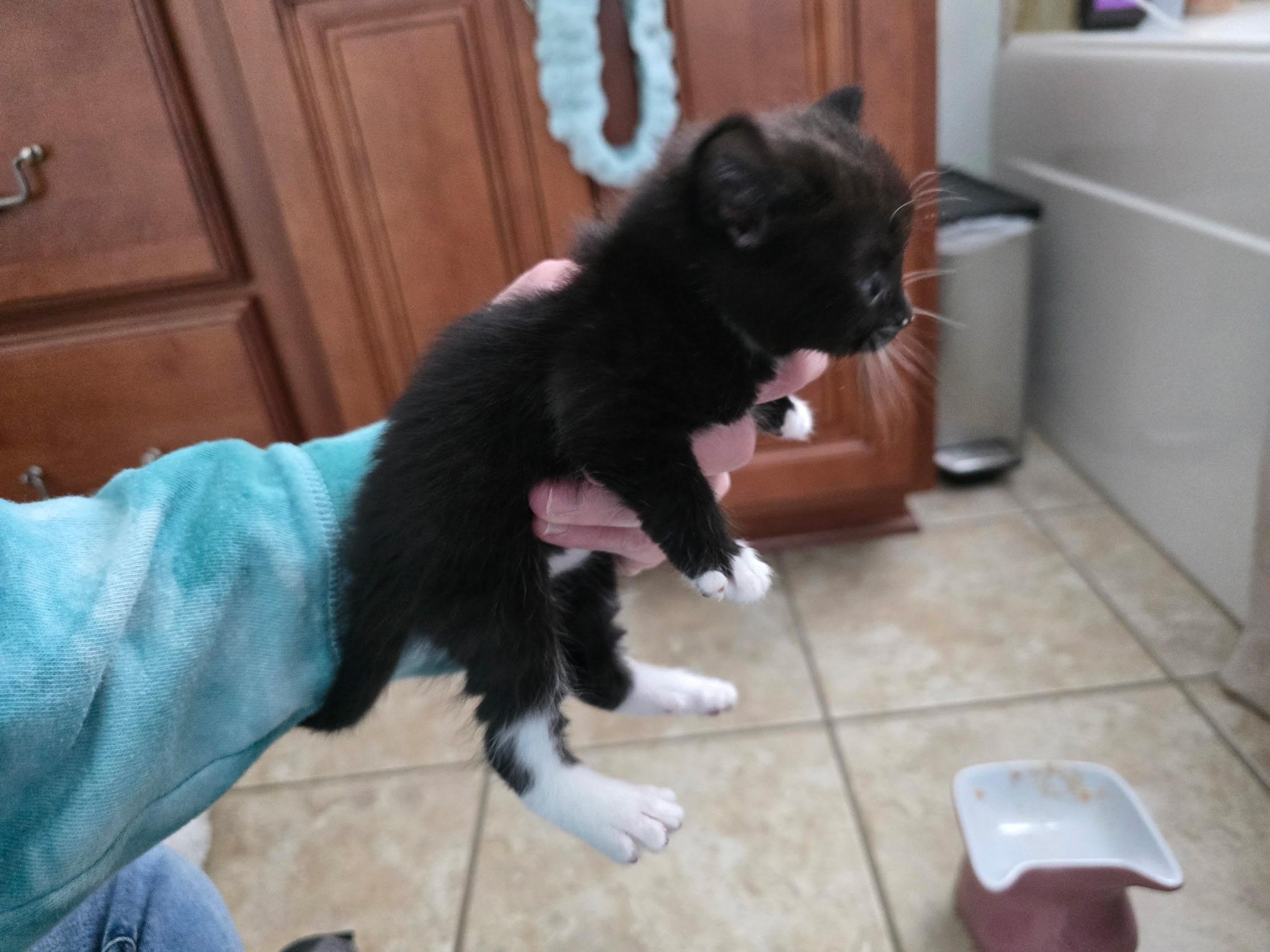 Enlarge Snowball, a Adoption Pending mixed breed in Davidson, NC image 1/3