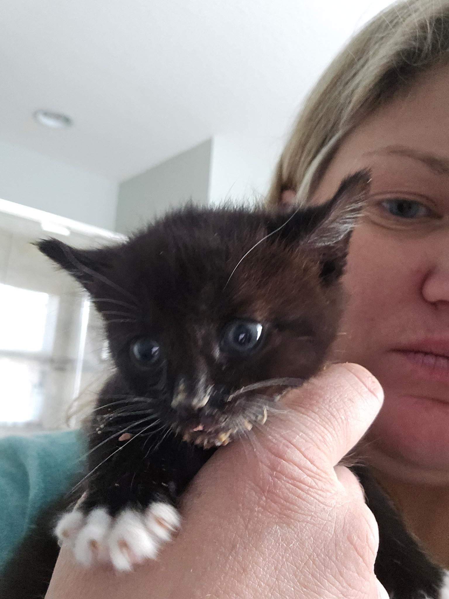 Enlarge Snowball, a Adoption Pending mixed breed in Davidson, NC image 3/3