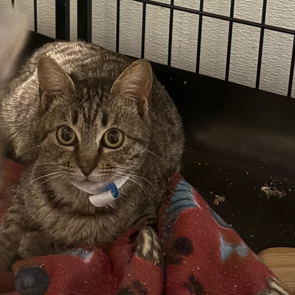 Suds, Adoptable, Kitten Female Domestic Short Hair.