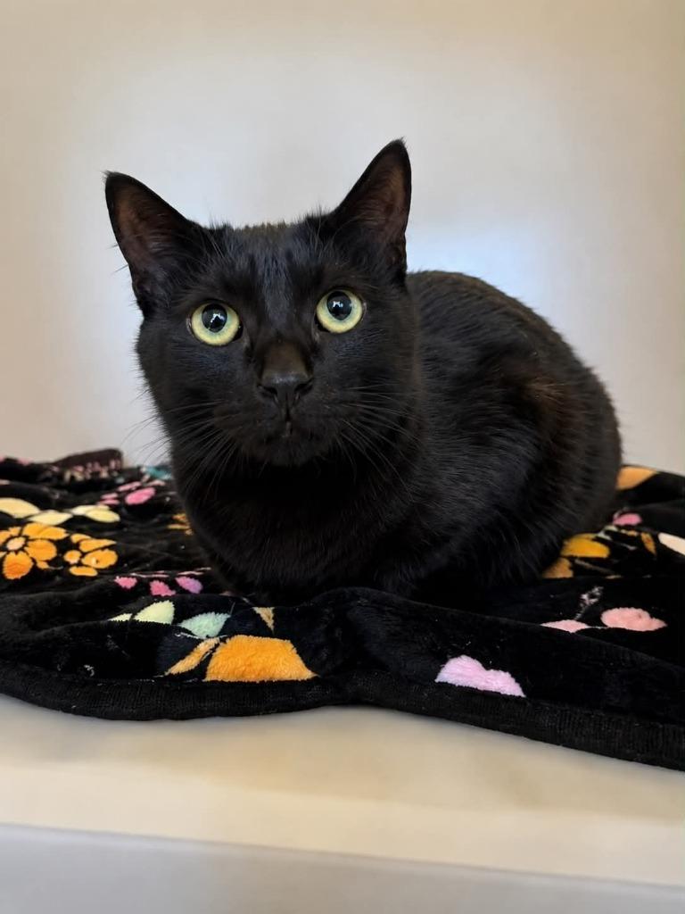 Michelle, Adoptable, Young Female Domestic Short Hair.