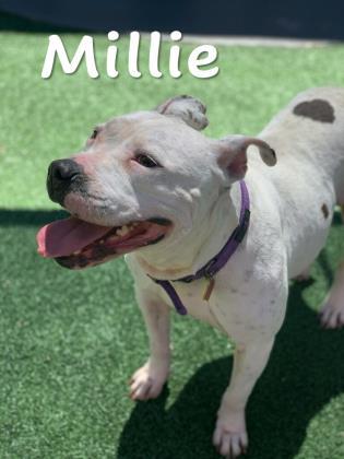 Millie Jean, Adoptable, Adult Female American Staffordshire Terrier & Mixed Breed.