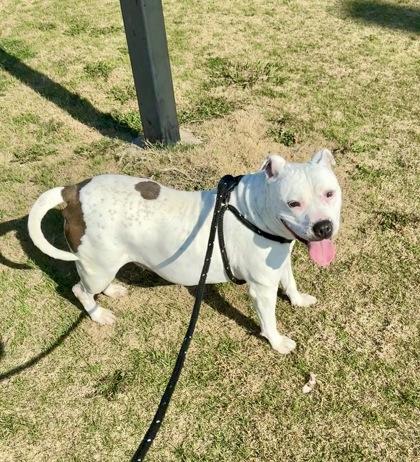 Millie Jean, Adoptable, Adult Female American Staffordshire Terrier & Mixed Breed.