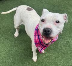 Enlarge Millie Jean, a Adoptable mixed breed in Lewisville, TX image 2/3