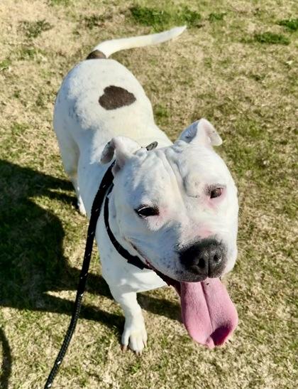 Enlarge Millie Jean, a Adoptable mixed breed in Lewisville, TX image 3/3