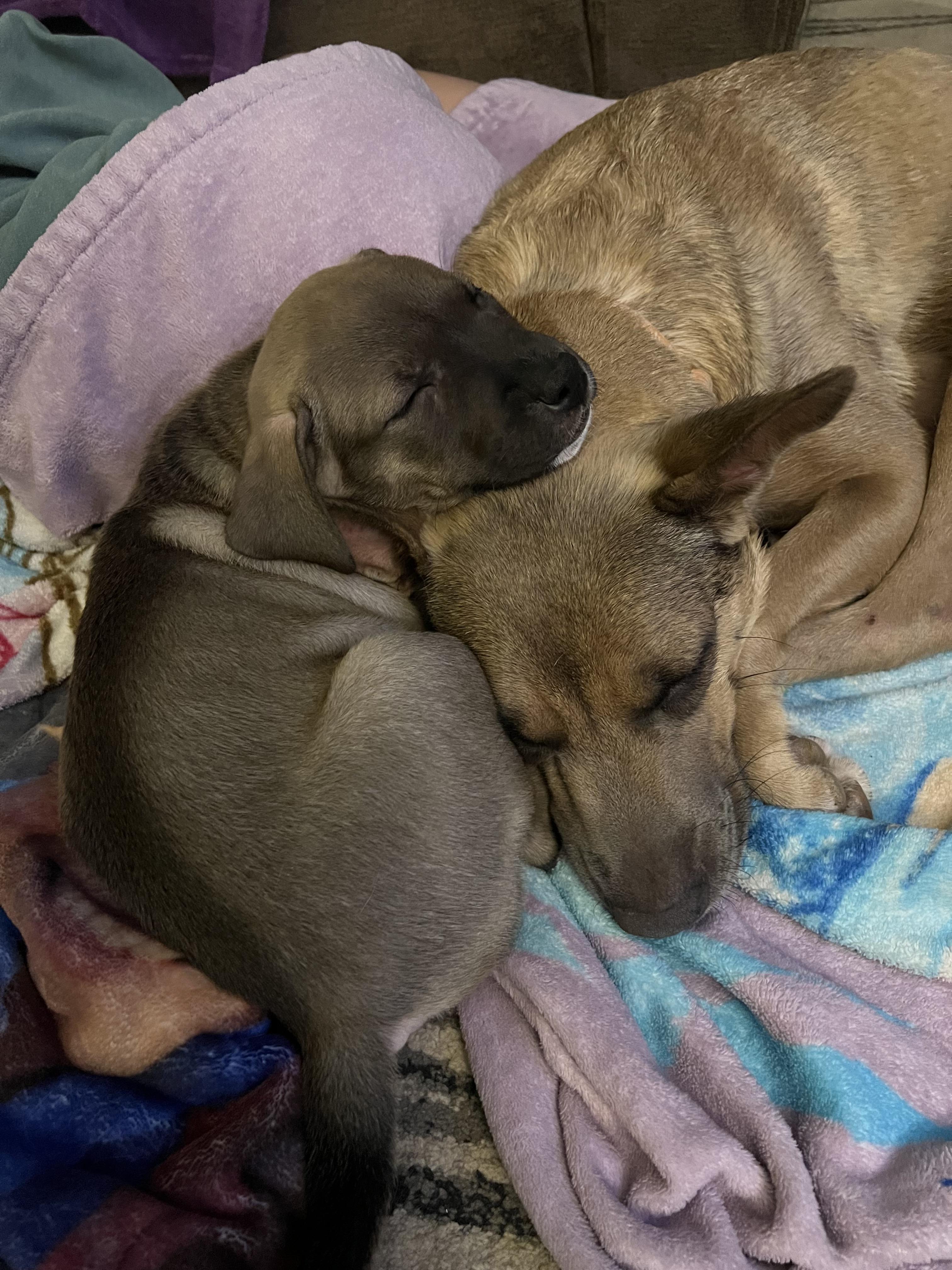 Birdie- Courtesy listing, Adoptable, Adult Female German Shepherd Dog.