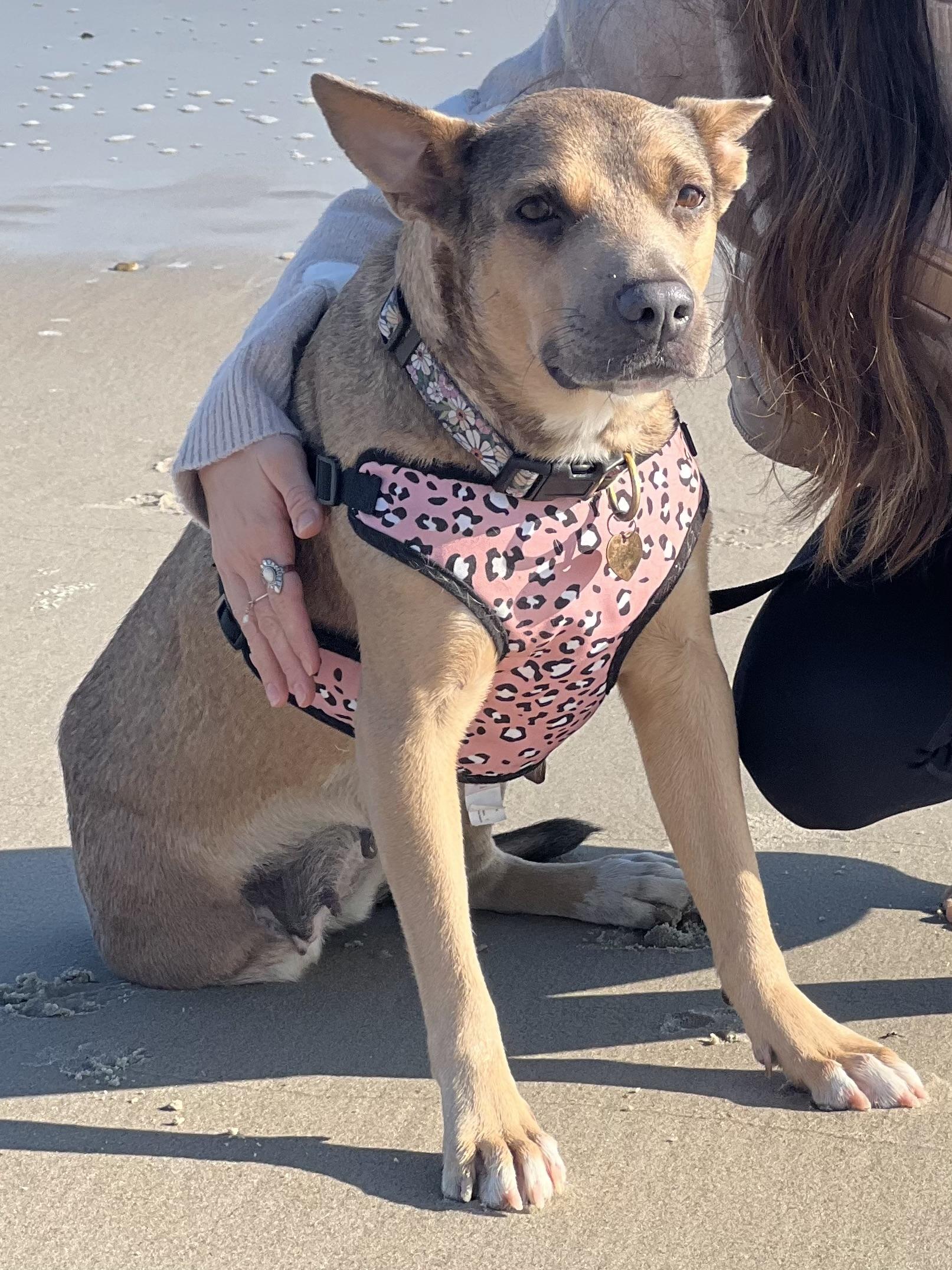 Birdie- Courtesy listing, a Adoptable mixed breed in Burgaw, NC image 2/3