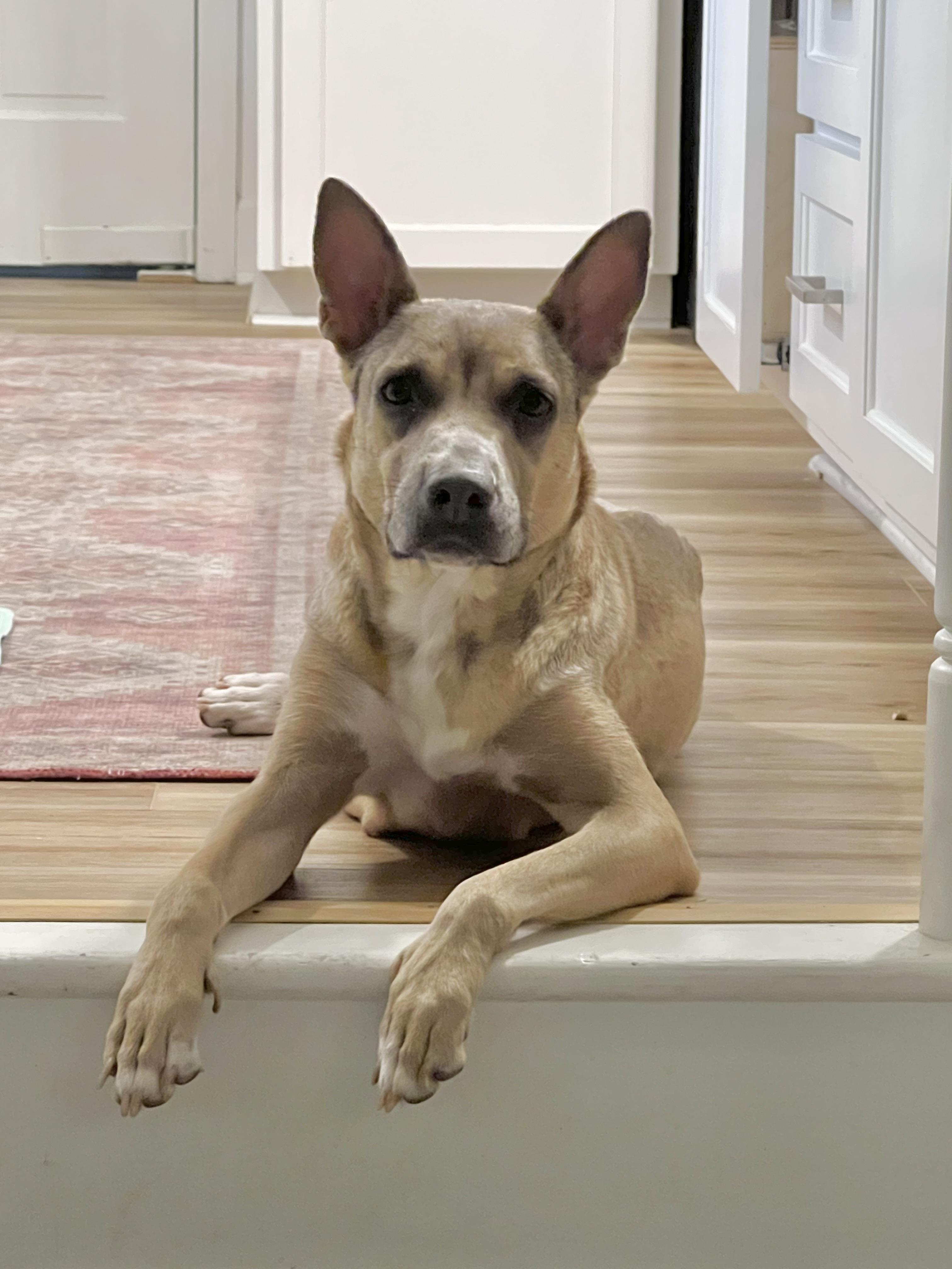 Birdie- Courtesy listing, a Adoptable mixed breed in Burgaw, NC image 3/3