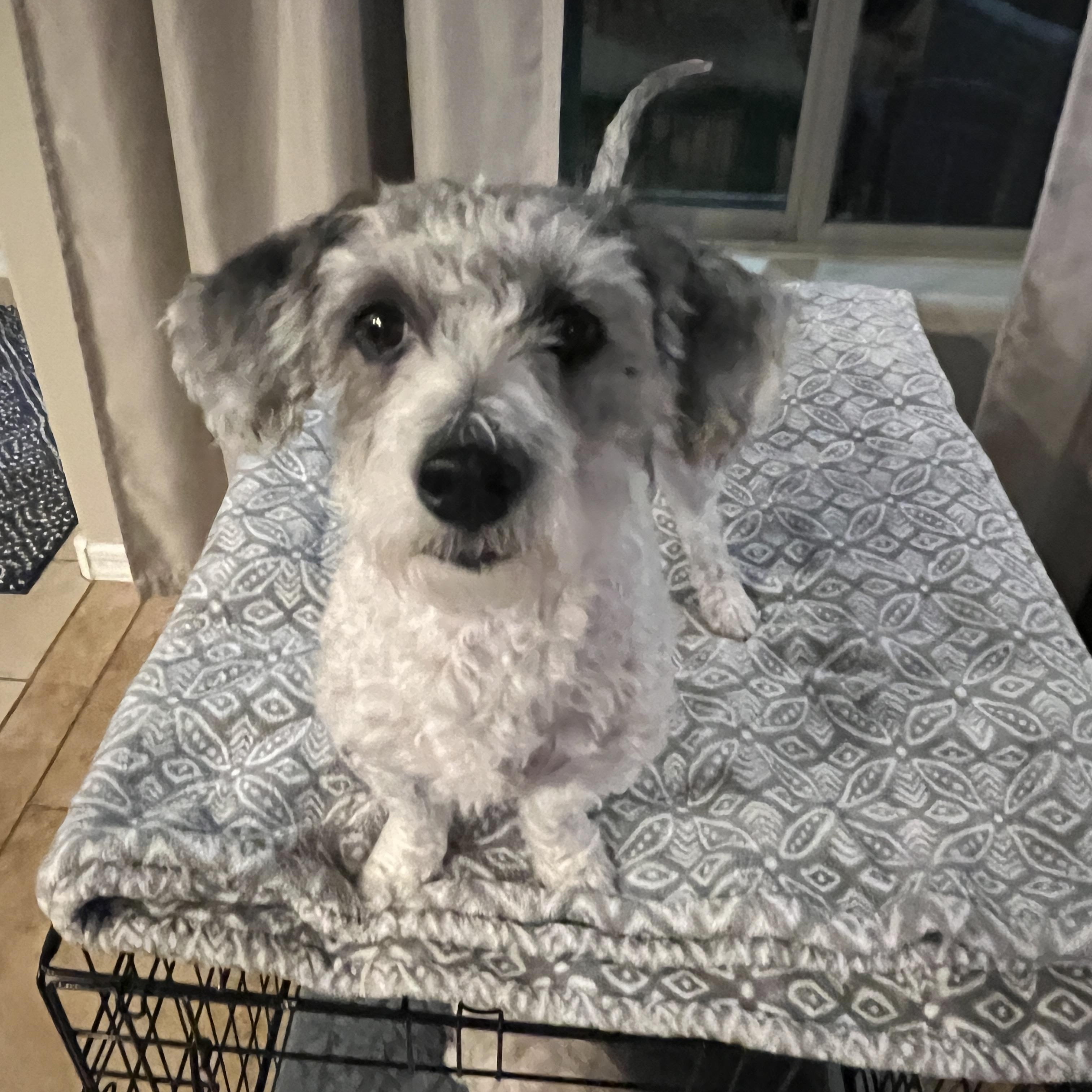 Mitzi, a Adoptable mixed breed in Phoenix, AZ image 2/6