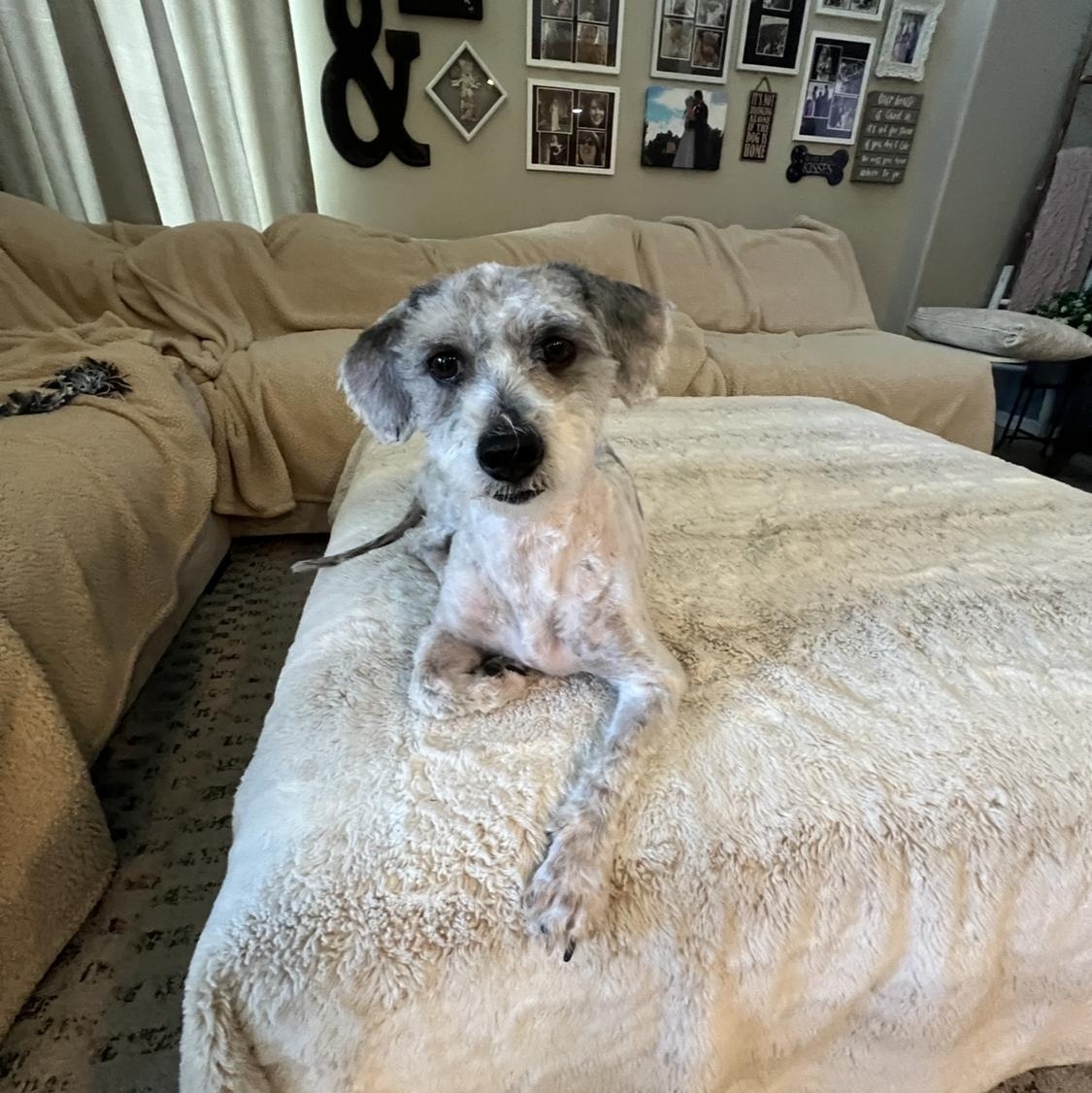 Mitzi, a Adoptable mixed breed in Phoenix, AZ image 5/6