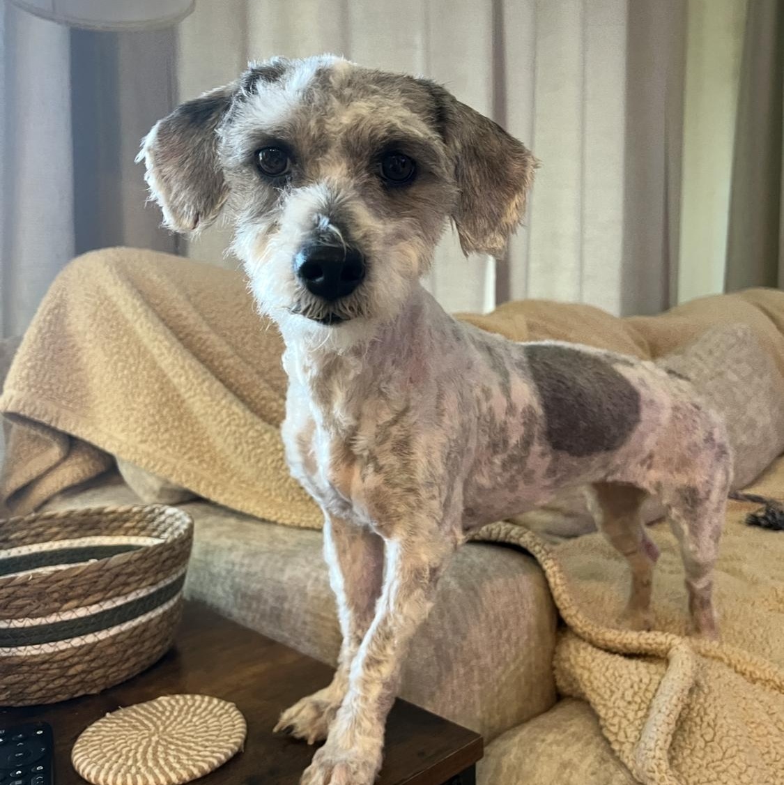 Mitzi, a Adoptable mixed breed in Phoenix, AZ image 3/6