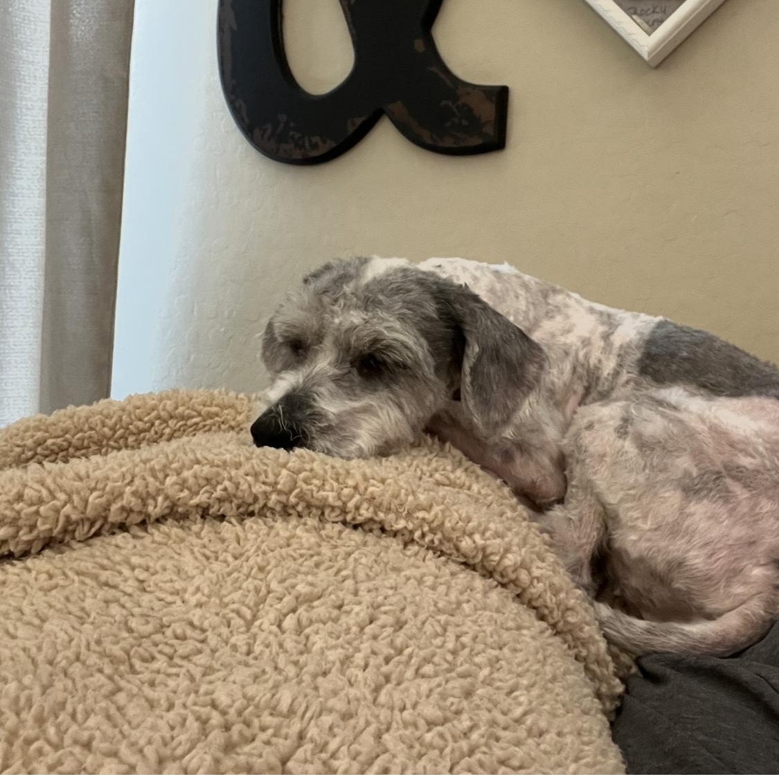 Mitzi, a Adoptable mixed breed in Phoenix, AZ image 6/6