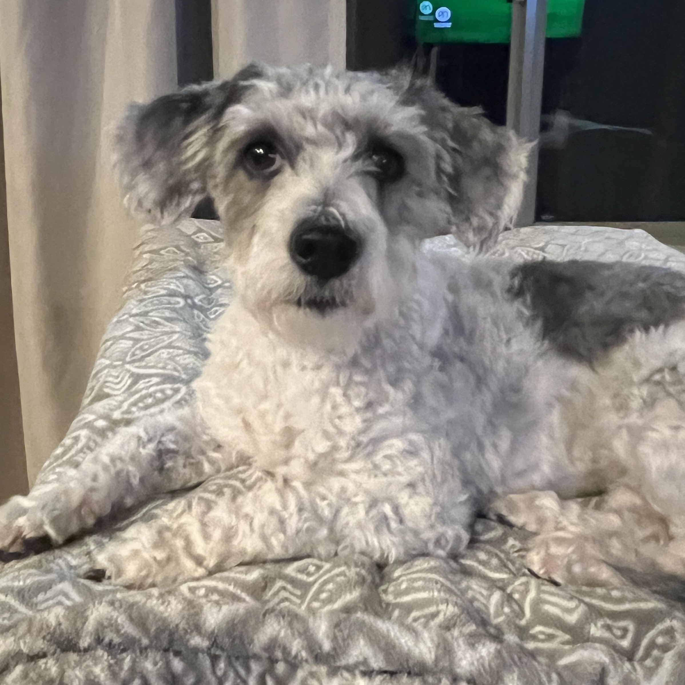 Mitzi, Adoptable, Young Female Poodle & Lhasa Apso.