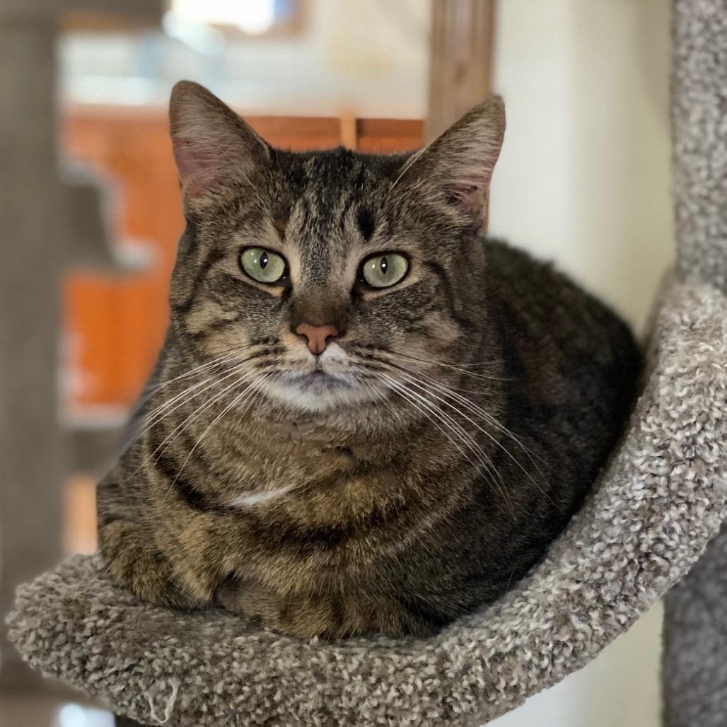 Junior, Adoptable, Senior Female Domestic Short Hair.