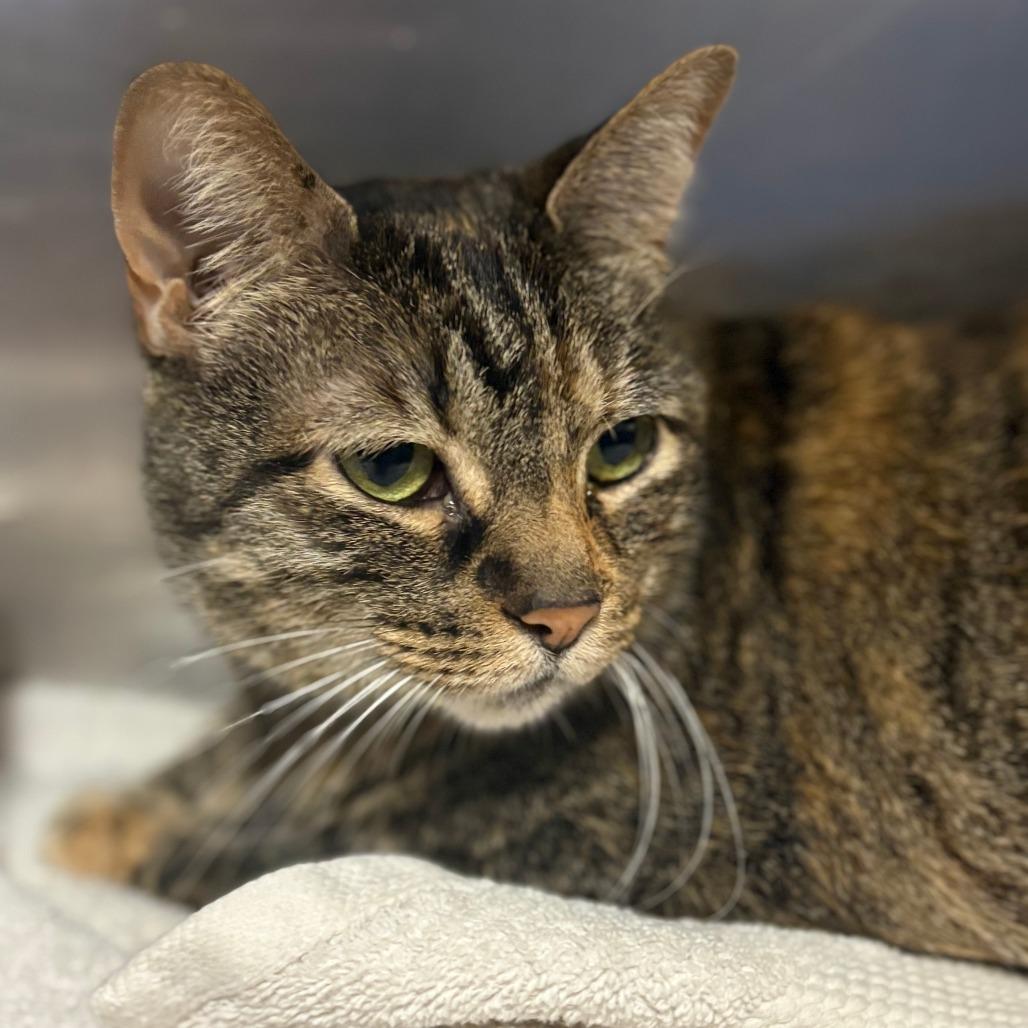 Grandma Sasha, Adoptable, Senior Female Domestic Short Hair.