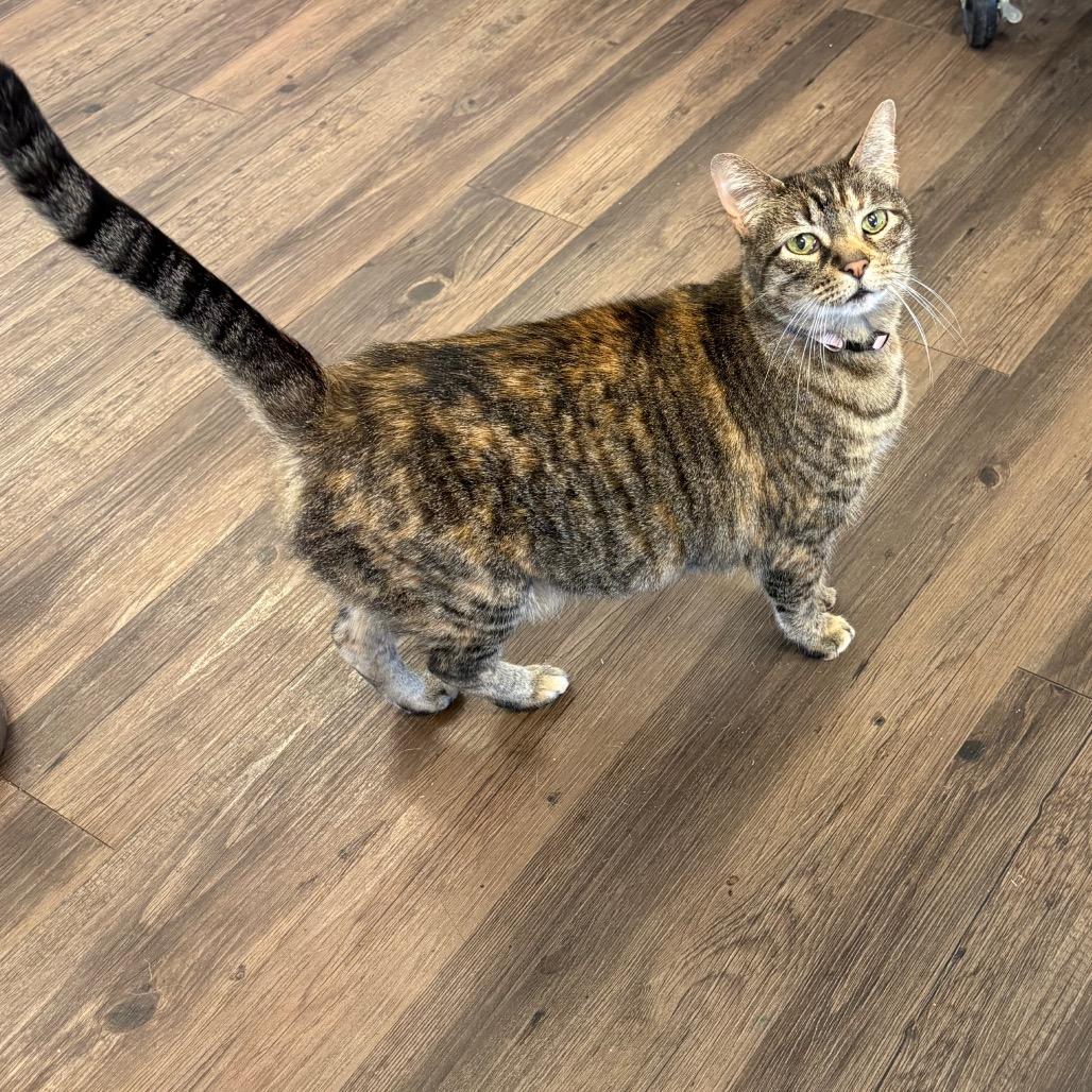 Enlarge Grandma Sasha, a Adoptable Domestic Short Hair in Tulsa, OK image 2/3