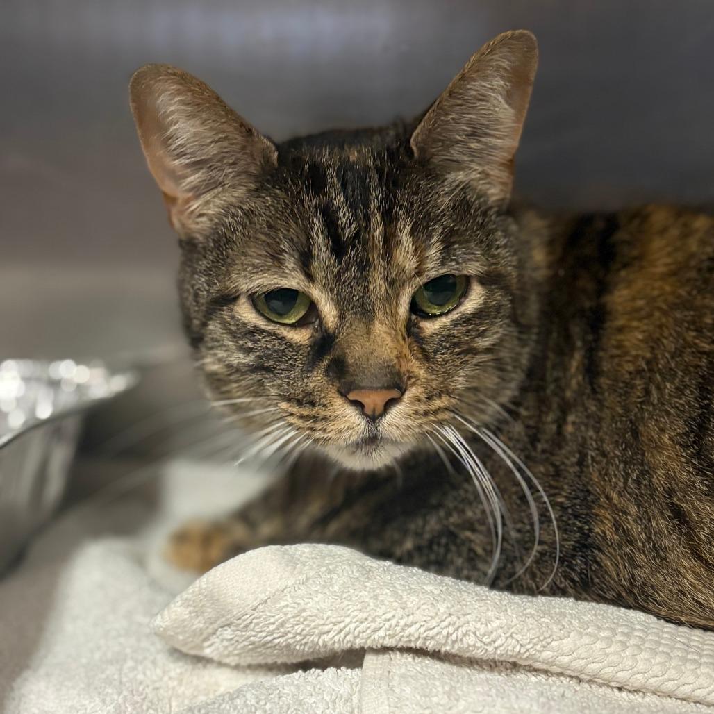 Enlarge Grandma Sasha, a Adoptable Domestic Short Hair in Tulsa, OK image 3/3