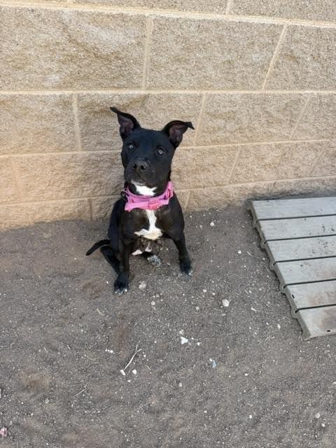 Salina, Adoptable, Adult Female Mixed Breed.