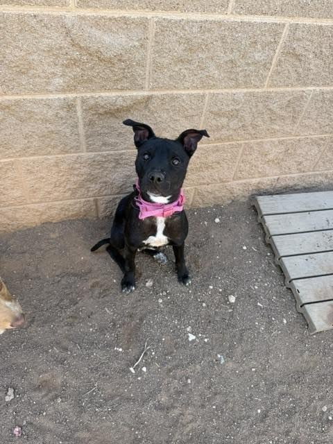 Salina, a Adoptable Mixed Breed in Hobbs, NM image 2/6