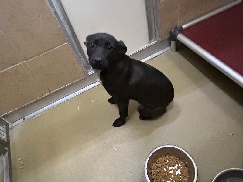 Salina, a Adoptable Mixed Breed in Hobbs, NM image 3/6